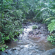 Myristica swamps not only help in sustaining groundwater and flood control, but they also store more aboveground carbon than neighbouring non-swampy forests.